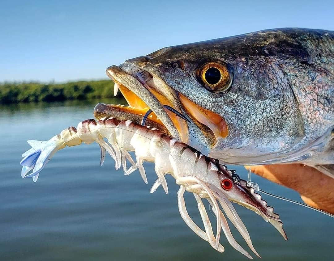 delta lures fishing BS001 Delta Dawn (4) pack (2) rigged – Overcastlureco