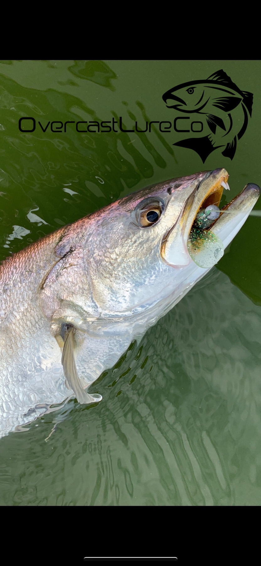 Overcast Swimming Shad – Overcastlureco